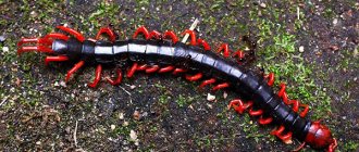 Photo: Scolopendra