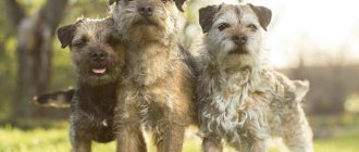 photo of border terrier dogs