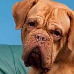 photo of Dogue de Bordeaux dog