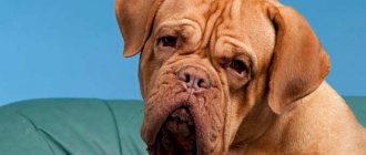 photo of Dogue de Bordeaux dog