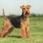 Photo of a Welsh Terrier