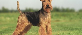 Photo of a Welsh Terrier