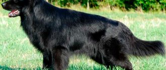 Photo of an adult black longhaired German Shepherd