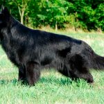 Photo of an adult black longhaired German Shepherd