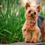 Photo of a Yorkshire Terrier