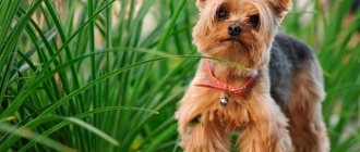 Photo of a Yorkshire Terrier