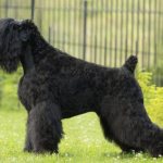 Photo of Russian black terrier