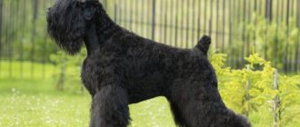 Photo of Russian black terrier