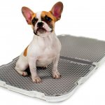 French bulldog goes to the toilet on the tray Photo