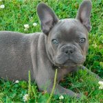 Gray French Bulldog Photo
