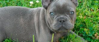 Gray French Bulldog Photo