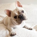 French-bulldog-dog-Description-features-care-maintenance-and-price-breed-2