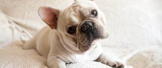 French-bulldog-dog-Description-features-care-maintenance-and-price-breed-2