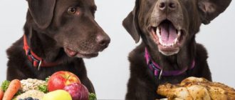 fruit for the dog