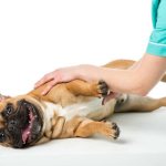 Gastritis in dogs: symptoms, treatment, nutrition