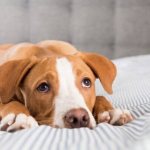 Gastroenteritis in a dog