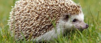where does the hedgehog live