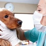 гепатит у собак