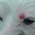 Histiocytoma in dogs
