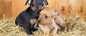 Smooth-haired Russian Toy Terrier photo description of the breed