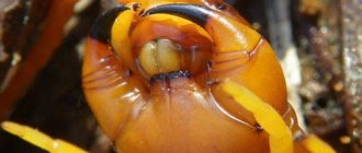 scolopendra head