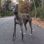 Greyhound gray
