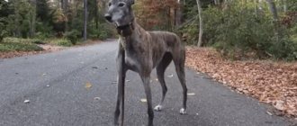 Greyhound gray