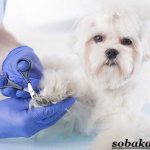 Grooming-dogs-Description-features-types-and-price-of-grooming-2