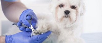 Grooming-dogs-Description-features-types-and-price-of-grooming-2