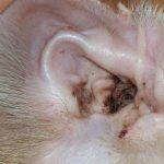 Dirty ears are one of the symptoms of ear disease in dogs.