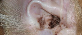 Грязные уши - один из симптомов ушных болезней у собаки