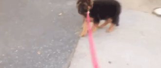 walk with the puppy