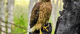 Birds-of-prey-Names-description-classification-and-photos-of-birds-of-prey-4