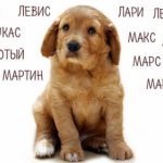 names for dogs