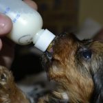 Instructions for feeding puppies with milk replacer