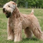 Irish Soft Coated Wheaten Terrier read article