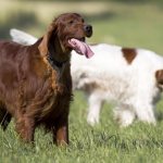Irish-setter-dog-Description-features-types-care-and-price-breeds-14
