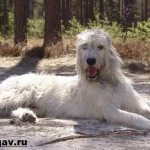 Ирландский-волкодав-собака-Описание-особенности-уход-и-цена-породы-6