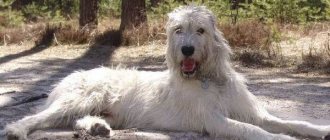 Irish-wolfhound-dog-Description-features-care-and-price-of-breed-6