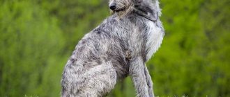 Irish-wolfhound-dog-Description-features-types-care-and-price-breed-11