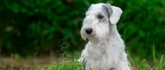 History of the dog breed