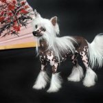 Origin History - Chinese Crested
