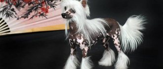 Origin History - Chinese Crested