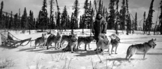 History of the origin of the Husky breed