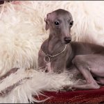 Italian Greyhound - Italian Greyhound lies on a shaggy blanket
