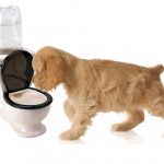 What causes diarrhea in dogs?