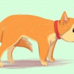 what causes a dog to tuck its tail