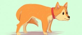 what causes a dog to tuck its tail
