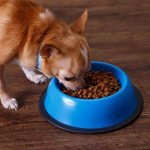 changing the diet in some cases can restore the dog’s lost appetite