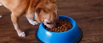 изменение рациона в некоторых случаях может вернуть собаке исчезнувший аппетит